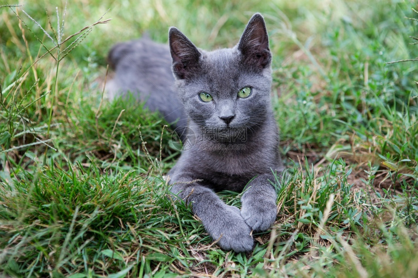 俄罗斯蓝猫一只小灰色的青眼黄蜂坐在绿草上小猫毛皮种类图片