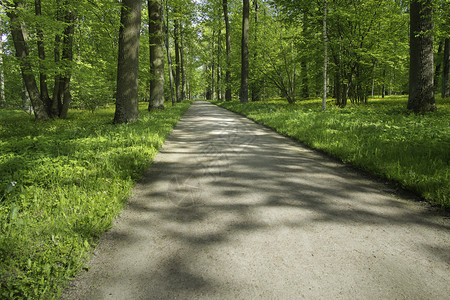 方向在阳光明媚的夏日公园树荫下的小道上阴凉绿化图片