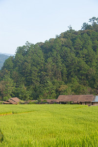 山区的阿拉伯农耕山区的田地和上庄稼田地细节绿色新鲜的图片