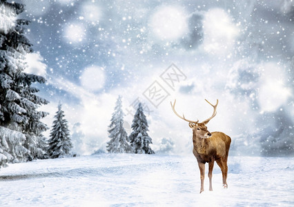 动物麈棕色的神奇圣诞卡有高贵的鹿公在童话中的故事冬季风景图片