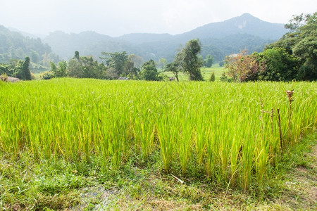 风景优美在寒山上耕种稻田面积寒冷的户外图片