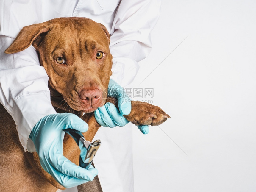 给狗狗治疗的兽医图片