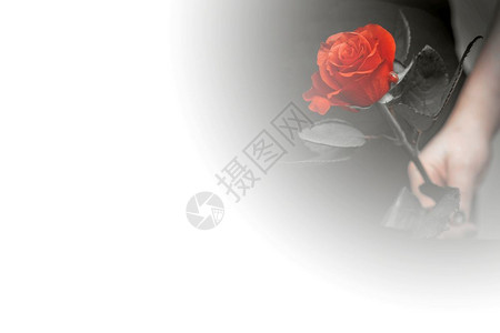红玫瑰盛开夏天二月美丽的红玫瑰特写有选择的焦点浪漫概念文字爱情的空间人节美丽的红玫瑰特写文字爱情的空间盛开设计图片