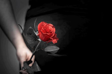 热情似火红玫瑰美丽的红玫瑰特写有选择的焦点浪漫概念文字爱情的空间人节美丽的红玫瑰特写文字爱情的空间质地花束象征设计图片