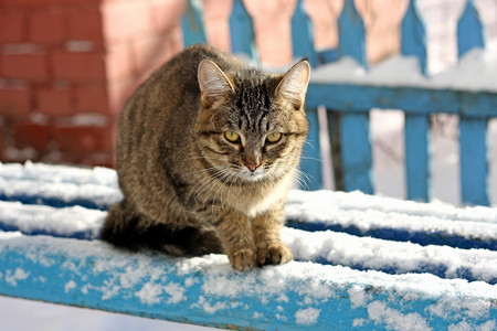 捕食者一种街道只大条纹猫坐在蓝木板凳上长着雪的椅子上图片