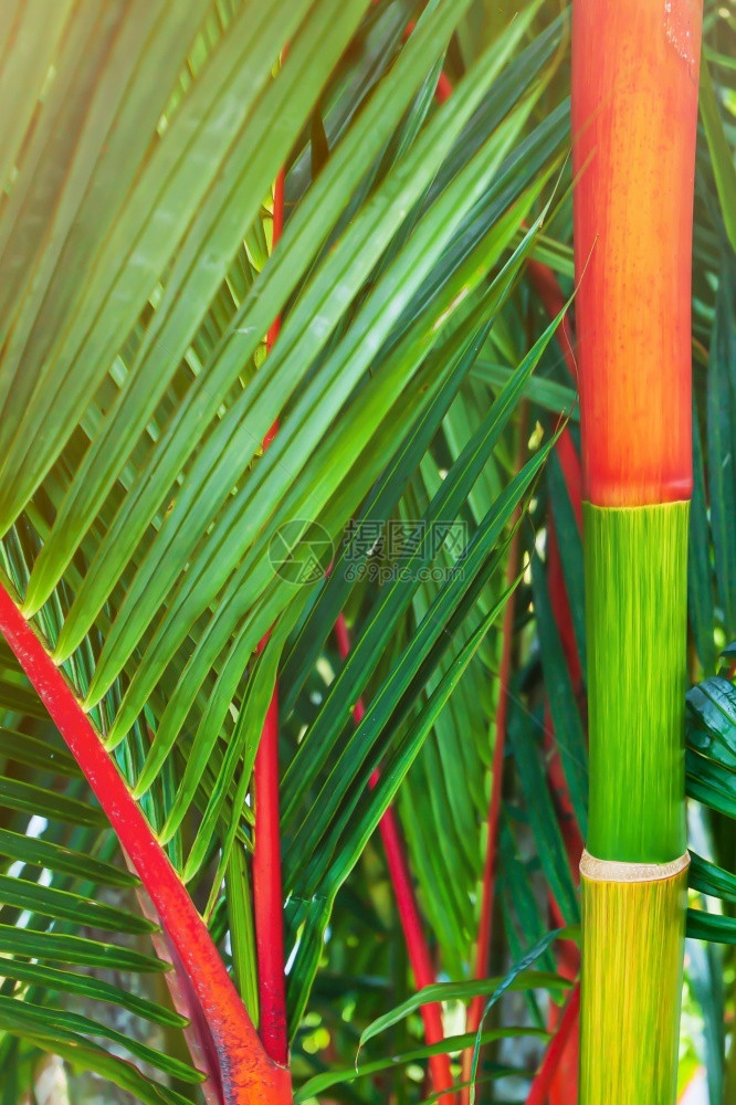 丰富多彩的轴在夏季热带花园的Cyrtostachysrenda明亮和彩色的冠状树叶和分割图片
