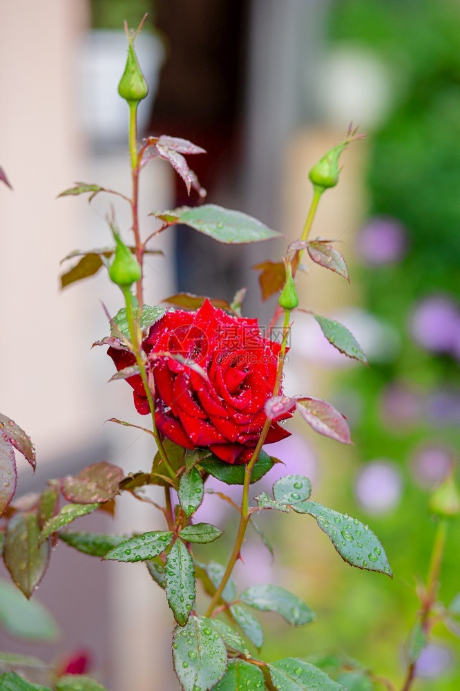 屋公园花的里美丽玫瑰种植不同品的花园艺作为一种爱好花园里美丽的玫瑰种植不同品的花图片