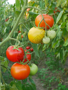 蔬菜夏季在温室中成熟的果汁红番茄和黄水果可口食用图片