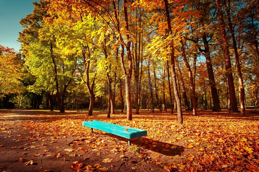 秋季公园的蓝色长椅图片