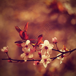 老的抽象美丽日本樱桃花自然背景古旧手动透镜照片日本樱桃花自然背景图片