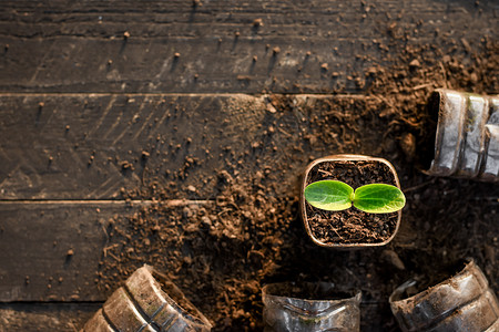 生态培育关心在黑木地板上回收塑料瓶中的幼苗植树概念和全球升温问题6图片