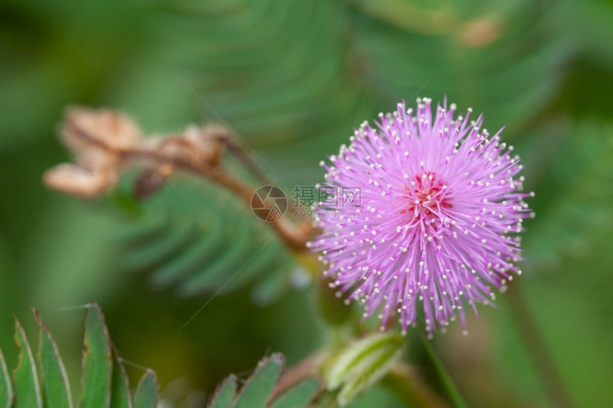 清晨的mimosa花朵新鲜的自然草本植物图片