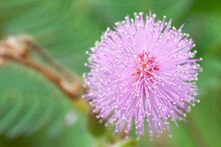 荒野春天园艺清晨的mimosa花朵图片