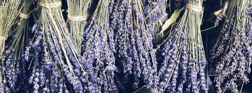 新鲜的植物学薰衣草在普罗旺斯法国市外场销售的干淡拉凡德帮在普罗旺斯图片
