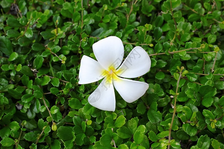 鸡蛋花茶福建话优雅美丽禅图片