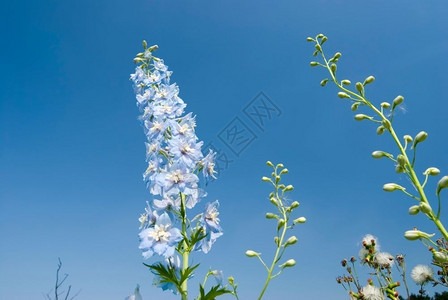 绿色蓝的季节天下地上的花阳光明媚的一天松龙图片