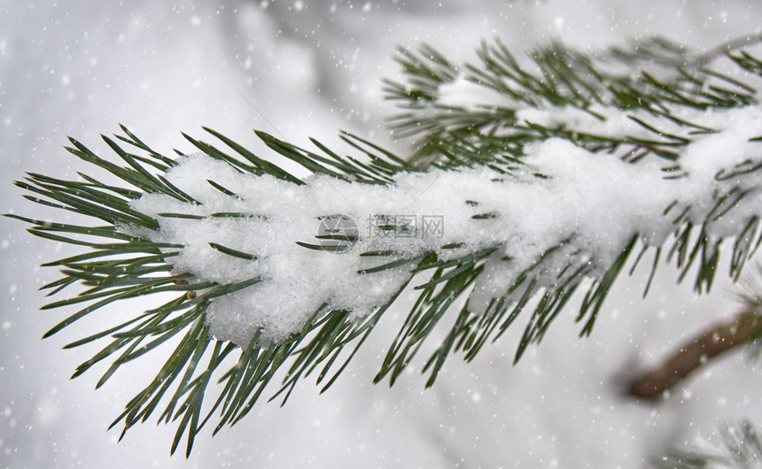全景暴风雪假期下和落的中箭状枝在一瞬间被雪覆盖的壁形枝图片