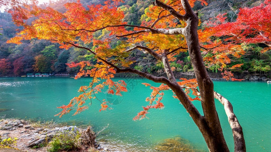 充满活力亚洲地标日本京都沿河秋季的亚林山图片