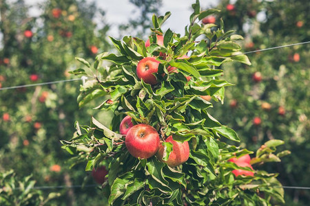 在阳光明媚的夏日盛满果园的苹充斥着撕裂的红果实排生长收成图片