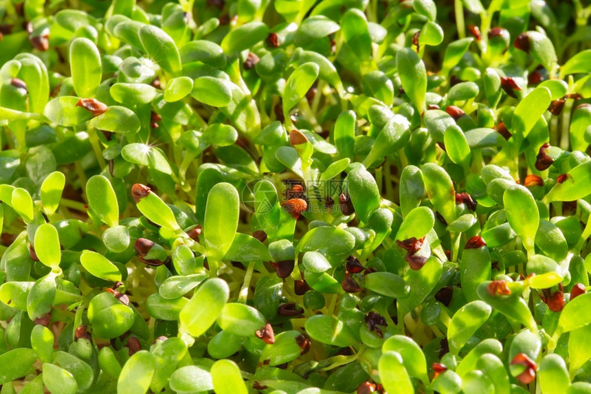 食物苜蓿微草发芽Microgreens种子在家发芽素食和健康饮理念发芽苜蓿种子微绿色生活理念有机食品农业粮图片