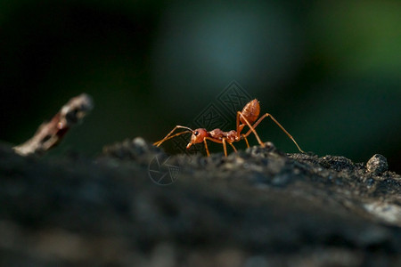 斯玛拉格迪纳叶绿素春天树木身体胡子和腿上的红蚂蚁是橙色背景