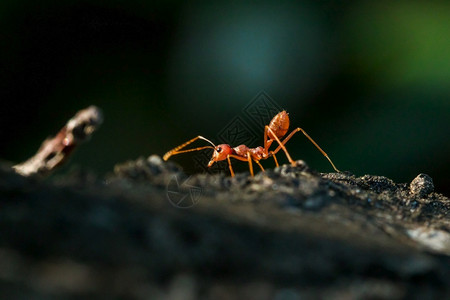 斯玛拉格迪纳叶绿素树身体胡子和腿上的红蚂蚁是橙色团队合作环境背景