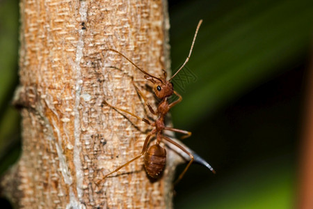 花园明亮的白色树身体胡子和腿上的红蚂蚁是橙色高清图片