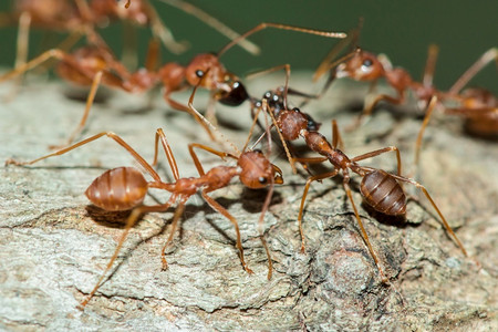 树身体胡子和腿上的红蚂蚁是橙色树木团体春天图片