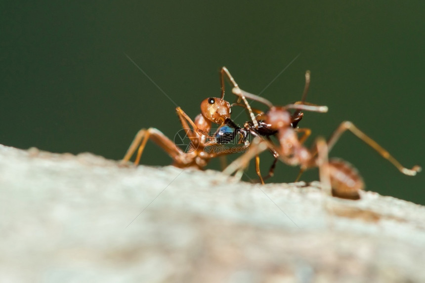 热带细节叶绿素树身体胡子和腿上的红蚂蚁是橙色图片