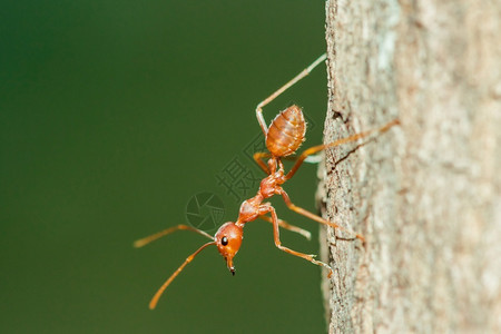 斯玛拉格迪纳春天树身体胡子和腿上的红蚂蚁是橙色树木团体背景