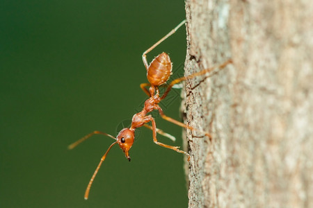 细节植物树身体胡子和腿上的红蚂蚁是橙色花园图片