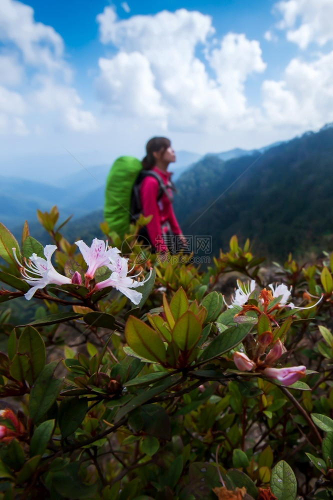 女荒野在喜马拉雅山峰上徒步登粉红色的rhododendron花正在盛开远足的年轻女子背包在景中模糊杜鹃花图片