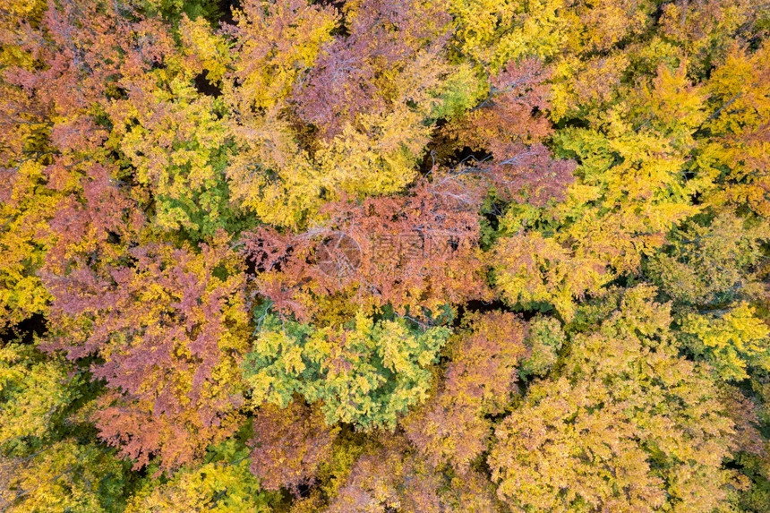 航拍秋季公园树林图片