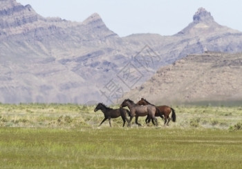 约瑟夫用过三重奏匹野马在犹他州Utah山丘前沿小马快路美国西部标志的横向形象跑过三匹野马位于Toooele县Onaqui山畜牧管理区Ona背景