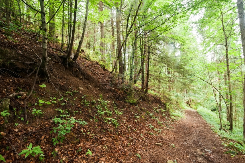 在喀尔巴阡山的松树高原森林夏季风景中沿着长途跋涉的足迹乌克兰旅游背景根美丽的夏天图片