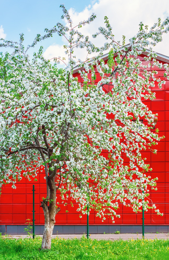 绽放在春草坪上闪亮苹果树在春草坪上花朵白对抗阳光明媚的下午房子多彩红色墙壁突出焦点淡露苹果树反对红楼环境建造图片