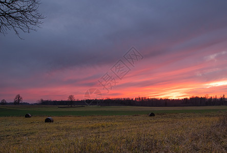 晚的场地秋末在拉脱维亚被树木包围的草丛中一片粉红日落在干草场上超过背景图片