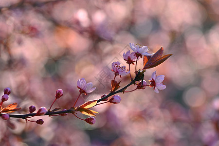 春日樱桃树在大自然中盛开的丰富多彩树太阳夏天精美图片