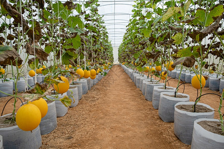 温室农场水培的黄色水果图片