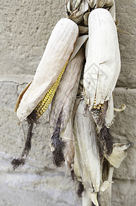 核心印度人干玉米鳕户外谷物干燥食和健康品详情金子图片