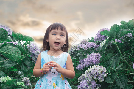快乐的亚洲小女孩在夏日Hydrangea花园玩乐开紫色的甜图片