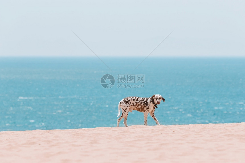 动物田园诗般的宠海滩上美丽的达尔马提亚狗欧洲海滩上美丽的达尔马提亚狗图片