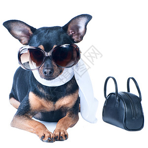 凉爽的专业一只带着包和墨镜的狗围着巾这只美丽图片