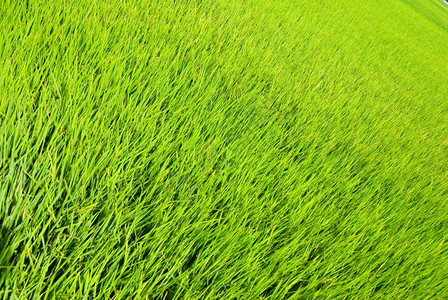 新鲜草地洁净和整生长的草新鲜自然亚洲人图片