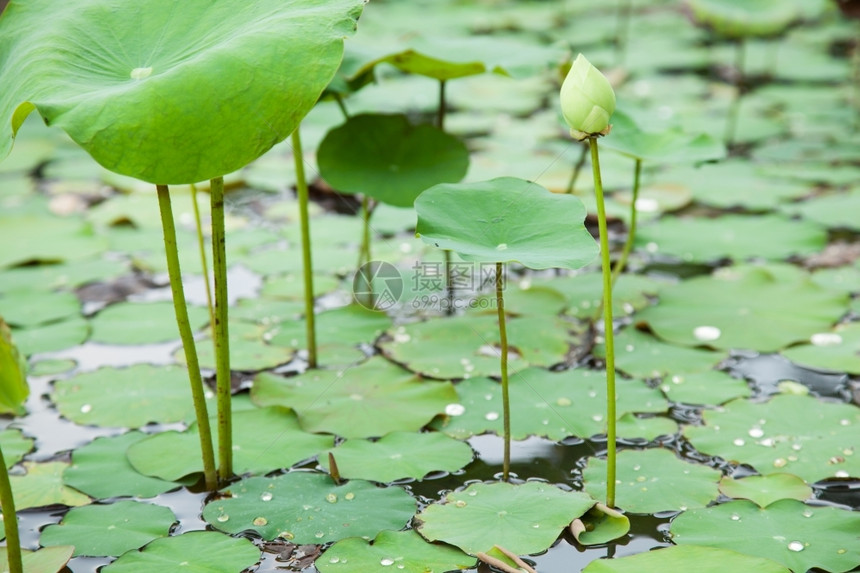 浪漫的自然莲花在公园里生长的池塘花朵来自植物图片