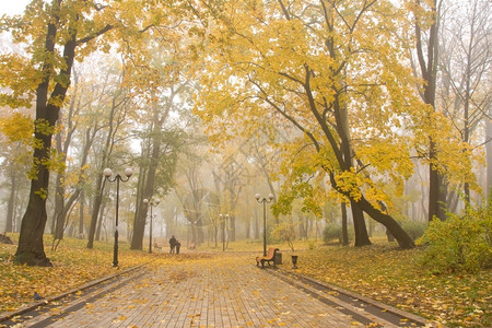 早晨乌克兰基辅马里因斯雾公园生态木制的黄色的高清图片素材