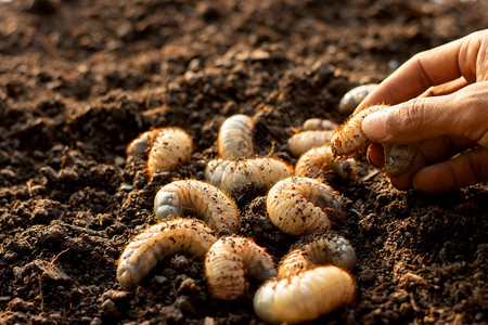 控制根在耕种的农场里许多甲虫在松散的土壤中生长污垢图片