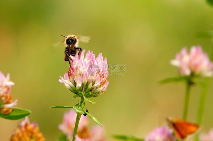 叶子苍蝇毛茸的一只小蜜蜂飞到粉红色的花朵上收集蜜和模糊的夏天温暖冬冷本底有选择焦点复制空间A蜜蜂飞到粉红色的花朵上收集蜜图片