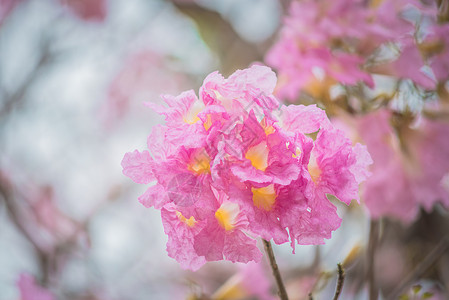 春款上市公园粉红色的塔贝比亚玫瑰花春开的户外背景