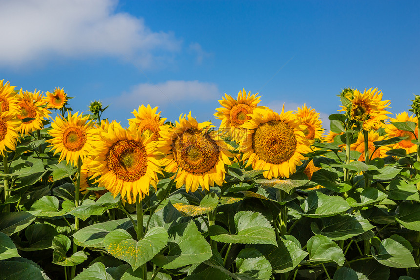 生长花瓣阳光明媚的日子里蓝天上盛开的向日葵田夏季农上的业植物阳光明媚的日子里蓝天上盛开的向日葵田明亮图片